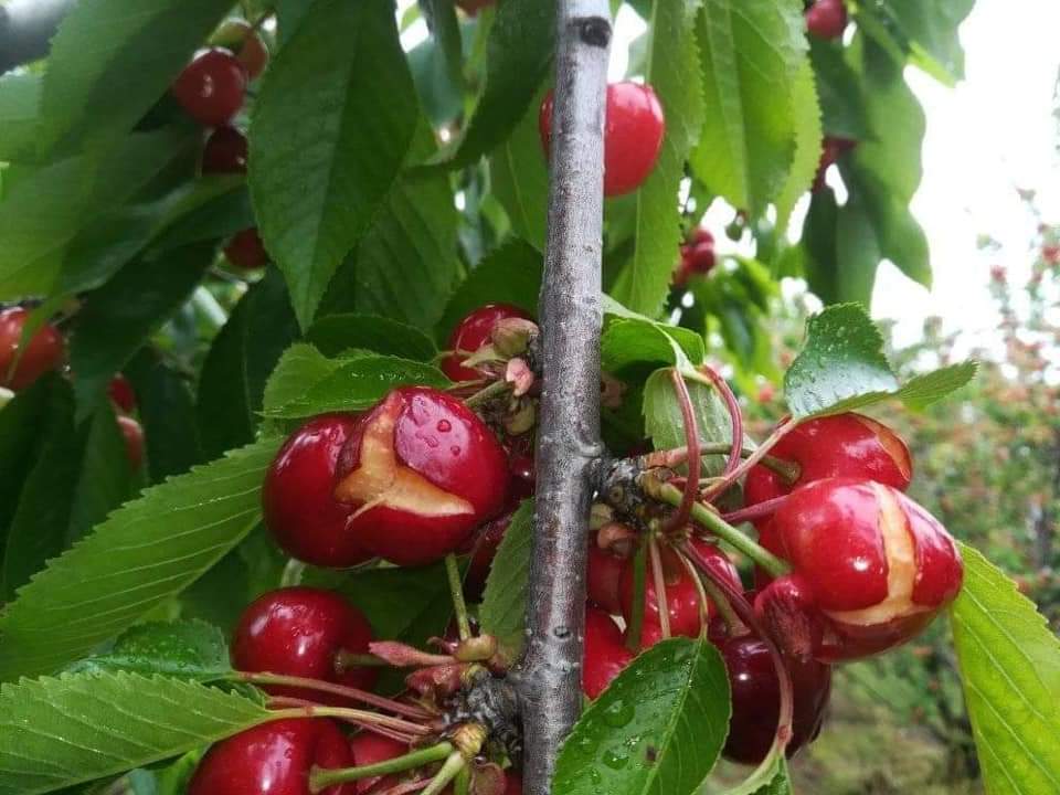 ciliegie a rischio in Puglia